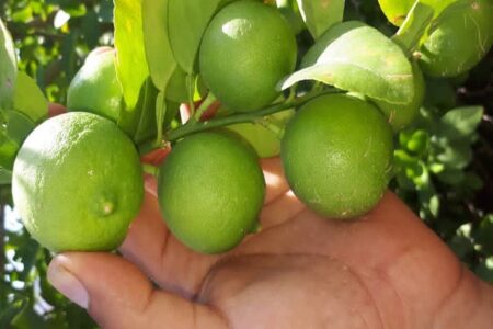 برداشت لیمو ترش در سیستان و بلوچستان از مرز ۲۵۰۰ تن فراتر رفت