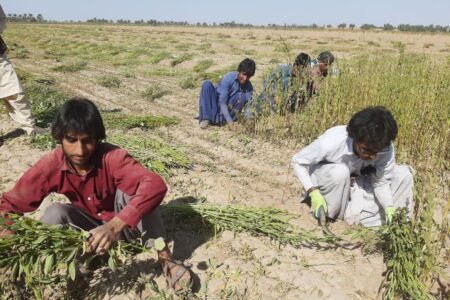 آغاز کشت دانه روغنی کنجد  در اراضی کشاورزی سیستان وبلوچستان