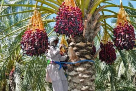 آغاز  برداشت خرمای نخلستان های  شهرستان بمپور