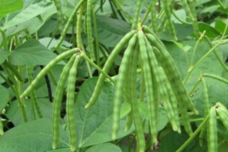 کشت تابستانه ۳۸ هکتار کنجد وماش در اراضی کشاورزی زاهدان