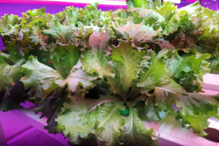 دانشگاه تهران در میان سه مرکز دانشگاهی برتر دنیا در تولید علم بخش کشاورزی