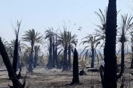 آتش به جان نخلستان کهنوک کارواندر افتاد/۲۰۰ اصله نخل سوخت