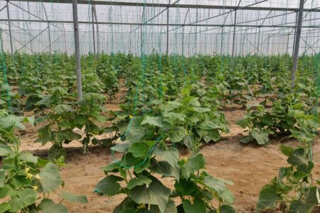 همت بلند بهره برداران مهرستان برای توسعه و ارتقای ضریب خود اتکایی در بخش کشاورزی/ایجاد اشتغال برای بیش از ۳۰۰ نفر از مردم مهرستان