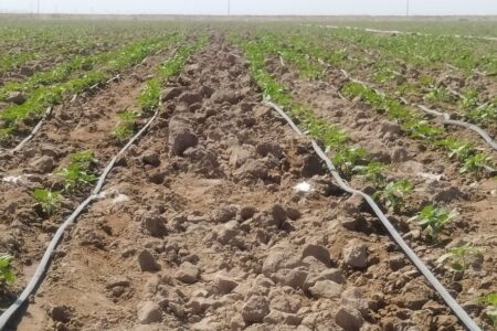 کشت ۱۰۰ هکتار آفتابگردان آجیلی  در شهرستان بمپور