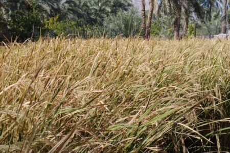 برداشت برنج ۳۰ هکتار از اراضی شهرستان فنوج