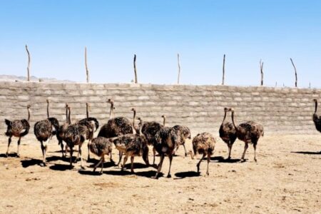 تلاش برای احیای پرورش صنعت شتر مرغ در شهرستان زاهدان