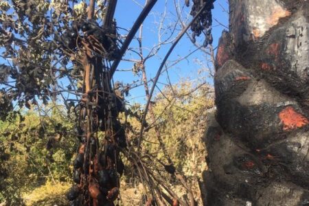 خسارت ۳۷ میلیارد ریالی آتش سوزی به  نخلستان ناهوک شهرستان سراوان