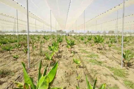 کشت ۳۰۰ هکتار موزستان در شهرستان زرآباد آغاز شد