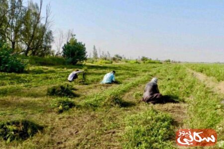 برداشت چین دوم حنا در سیستان و بلوچستان آغاز شد