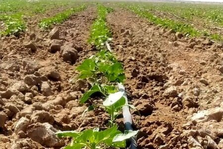 کشت ۲۵ هکتار کدو آجیلی  در شهرستان بمپور