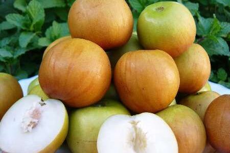 احداث ۴ هکتار باغ الگویی کنار پیوندی درشهرستان زرآباد