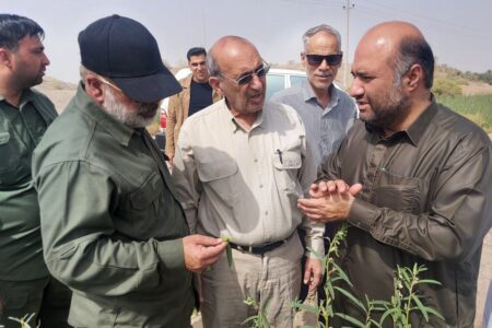 کاهش ۵۰۰ هکتاری سطح زیر کشت محصولات آب بر در شهرستان ایرانشهر