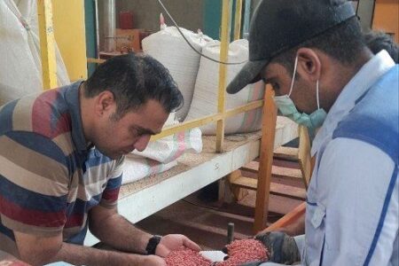 بیش از ۱۵۰۰ تن گندم بذری آماده توزیع در بین کشاورزان سیستان و بلوچستان است