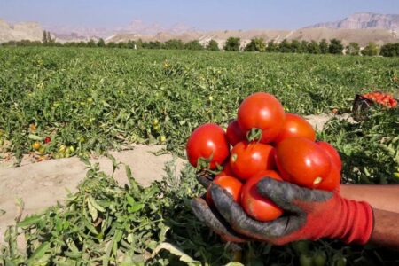 کشت ۱۰۰ هکتار گوجه فرنگی در شهرستان زرآباد