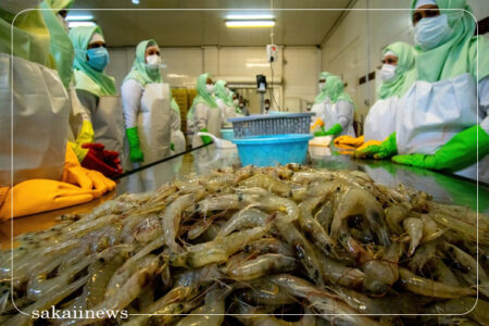 آبزیان دریایی چابهار به کشورهای خارجی صادر می‌شود/ تولید ۲ هزار تن میگو در سایت گواتر