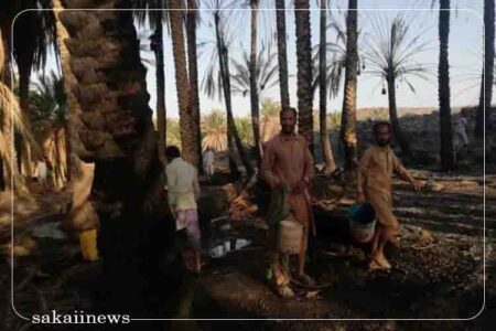 بیش از ۸۰۰ نفر نخل در ناهوک سراوان در آتش سوخت