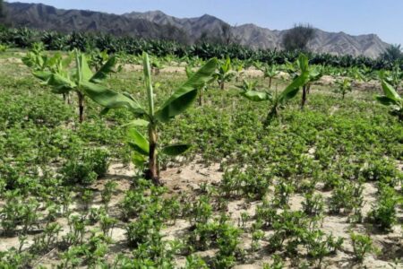 افزایش ۲۰۰ هکتاری موزستان های شهرستان دشتیاری