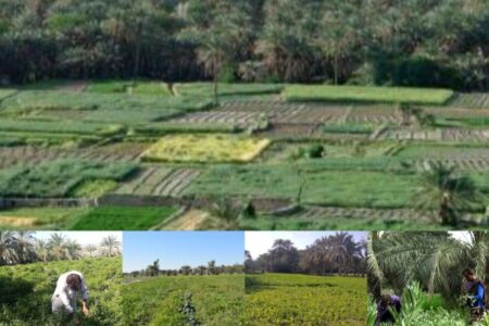 اختصاص ۱۲۰۰ هکتاراز زمین کشاورزی نیکشهر به کشت پاییزه