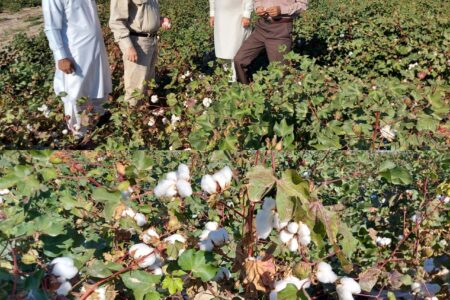 مزارع پنبه سیستان و بلوچستان آماده برداشت شد