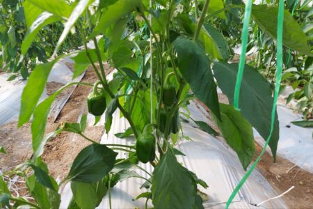 آغاز برداشت محصولات گلخانه ای شهرستان سیب و سوران