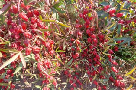 برداشت چای ترش ۴۰ هکتار از اراضی شهرستان فنوج آغازشد