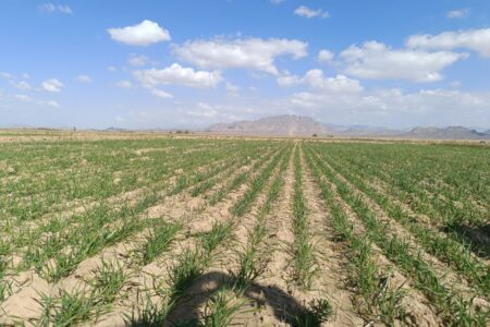 کشت ۱۴۰۰ هکتار گندم درشهرستان خاش