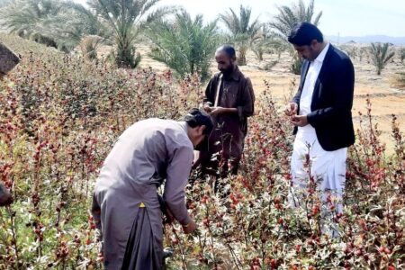 برداشت۱۲تن چای ترش اززمین های کشاورزی شهرستان گلشن