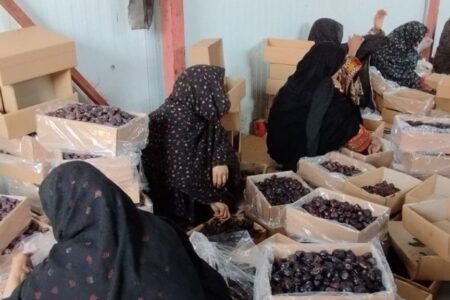 ۱۲۰۰ تن خرمای نخلستان های فنوج به خارج از کشور صادر شد