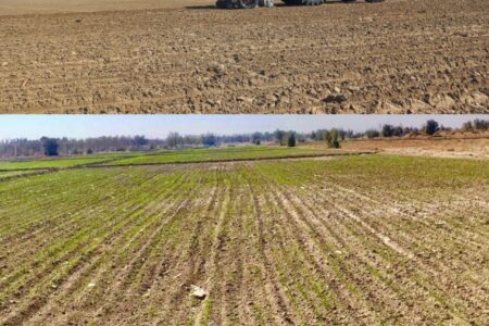 کشت گندم در ۲۰ هزار هکتار از اراضی زراعی استان سیستان و بلوچستان