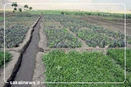 ۱۲۰۰ هکتار از مزارع کشاورزی نیکشهر زیر کشت پاییزه رفت