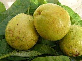 میوه خوش عطر و طعم گواوا در شهرستان دشتیاری برداشت شد