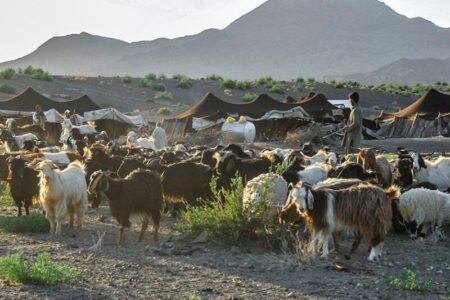 اختصاص ۲۰۰ میلیارد ریال تسهیلات به عشایر استان سیستان و بلوچستان