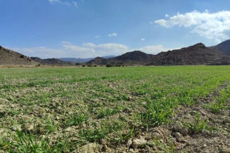 همت بلندکشاورزان سراوان با کشت ۷۰۰ هکتار گندم در دیمزارهای منطقه