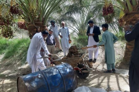 مبارزه با “سوسک سرخرطومی حنایی خرما” در ۴۶ هزار هکتار از نخلستان های سیستان و بلوچستان