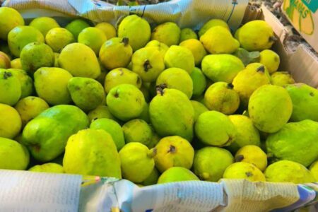 برداشت ۲۵۰۰ تن میوه گرمسیری گواوا درشهرستان زرخیز زرآباد