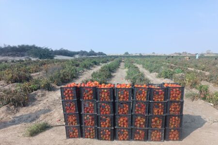 گوجه فرنگی مزارع زرآباد سیستان وبلوچستان راهی بازار شد