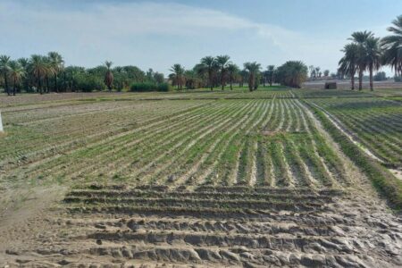 سطح زیر کشت گندم در سیستان و بلوچستان از مرز ۳۳ هزار هکتار گذشت