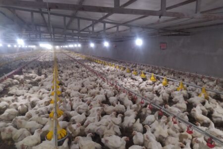 رکورد جوجه ریزی در واحدهای مرغداری سیب و سوران به ۲ میلیون قطعه رسید