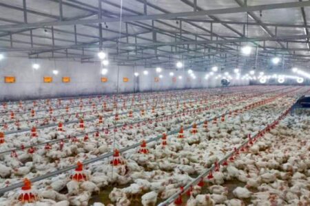 احداث ۱۸ واحد جدید مرغداری صنعتی در مهرستان