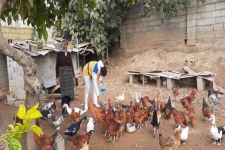 پایان نهمین فاز سراسری واکسیناسیون رایگان بیماری نیوکاسل در طیور بومی استان