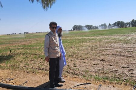 کشت بیش از ۲۱۰۰ هکتار گندم و جو در شهرستان زاهدان