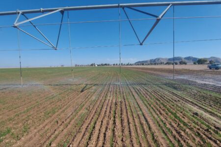 کشت ۳۰هزار هکتار گندم در سیستان و بلوچستان