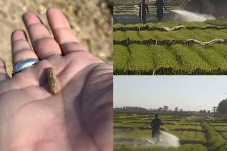 مبازره شیمیایی با کرم برگخوارپاییزه در مزارع گندم منطقه هوراپ بمپور