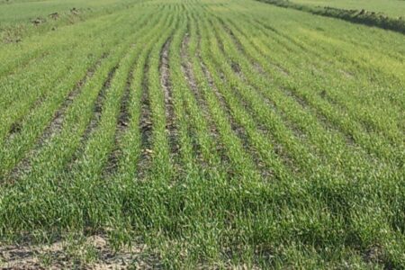 کشت  ۷۰۰ هکتار گندم و جو پاییزه در شهرستان گلشن