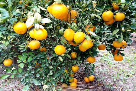 برداشت بیش از ۵ هزار تن مرکبات از باغات نیکشهر