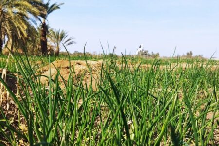 ۶۰ هکتار پیاز در شهرستان بمپور کشت شد