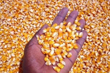 برداشت ۱۰ هزار تن ذرت در شهرستان خاش