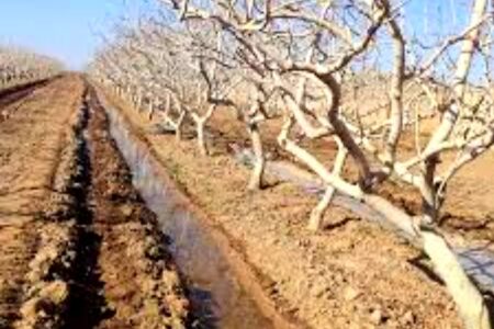 مدیریت عملیات زمستانه باغات پسته در سطح ۴۶۰۰ هکتار شهرستان زاهدان آغاز شد