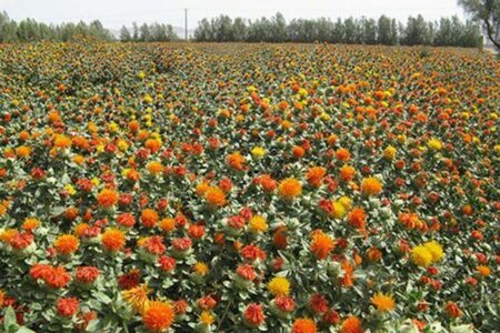 کشت ۳۰ هکتار دانه روغنی گلرنگ برای اولین بار در زاهدان