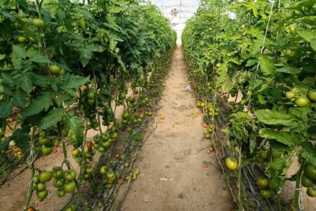 واگذاری بیش از ۴۷۰۰ هکتار از اراضی به متقاضیان در سیستان‌وبلوچستان